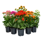 Kalanchoe Blossfeldiana Pote 15 Planta Natural