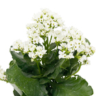 Kalanchoe Blossfeldiana Pote 15 Planta Natural