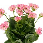 Kalanchoe Blossfeldiana Pote 15 Planta Natural