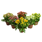 Kalanchoe Cuia 21