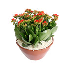Kalanchoe Dobrado Cuia 21
