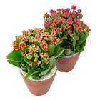 Kalanchoe Dobrado Cuia 21