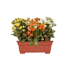 Kalanchoe Dobrado Jardineira