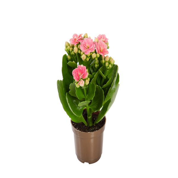 Kalanchoe Dobrado Mini Pote 06