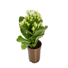 Kalanchoe Dobrado Mini Pote 06