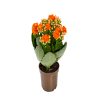 Kalanchoe Dobrado Mini Pote 06