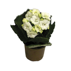Kalanchoe Dobrado Mini Pote 09