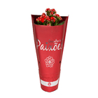 Kalanchoe Dobrado Paixoes Pote 11