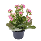 Kalanchoe Dobrado Pote 11