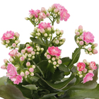 Kalanchoe Dobrado Pote 11