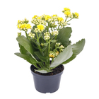 Kalanchoe Dobrado Pote 11