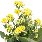Kalanchoe Dobrado Pote 11