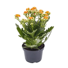 Kalanchoe Dobrado Pote 11