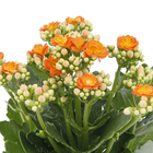 Kalanchoe Dobrado Pote 11