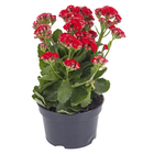 Kalanchoe Dobrado Pote 15