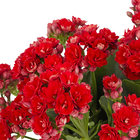 Kalanchoe Dobrado Pote 15