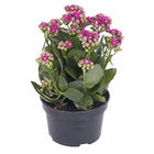 Kalanchoe Dobrado Pote 15