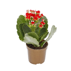 Kalanchoe Mini Pote 06
