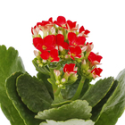 Kalanchoe Mini Pote 06