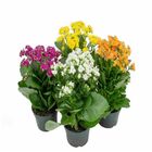 KALANCHOE P13