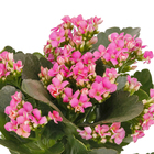Kalanchoe Pote 11