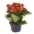 Kalanchoe Pote 11