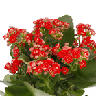 Kalanchoe Pote 11