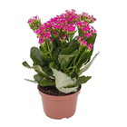 Kalanchoe Pote 11