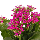 Kalanchoe Pote 11