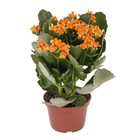 Kalanchoe Pote 11