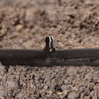 Kit 10 tampões 6mm Geolia