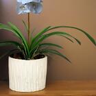 Kit 12 Galhos Folha De Orquídea Artificial Com Arame Interno