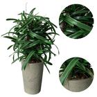 Kit 20 Galhos De Folhas De Orquídea Artificial  - Produto Fle