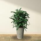 Kit 20 Galhos De Folhas De Orquídea Artificial  - Produto Fle