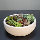 Kit 2 Bacias Para Suculenta 26 X 10cm Cor Palha