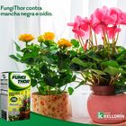 Kit 2 Caixas Veneno Fungithor Combate Fungos Mancha Negra Com