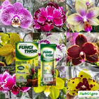 Kit 2 Caixas Veneno Fungithor Combate Fungos Mancha Negra Com