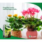 Kit 2 Caixas Veneno Fungithor Combate Fungos Mancha Negra Com