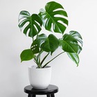 Kit 2 Muda Costela De Adão Monstera Planta Decorativa 50cm