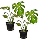 Kit 2 Muda Costela De Adão Monstera Planta Decorativa 50cm