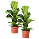 Kit 2 Muda De Ficus Lyrata Área Interna 50cm Sala Escritório