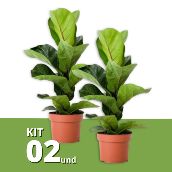Kit 2 Muda De Ficus Lyrata Área Interna 50cm Sala Escritório
