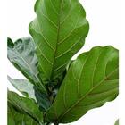 Kit 2 Muda De Ficus Lyrata Área Interna 50cm Sala Escritório