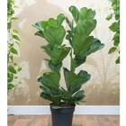 Kit 2 Muda De Ficus Lyrata Área Interna 50cm Sala Escritório