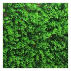 Kit 2 Placas Grama Muro Inglês Jardim Artificial 40x60cm