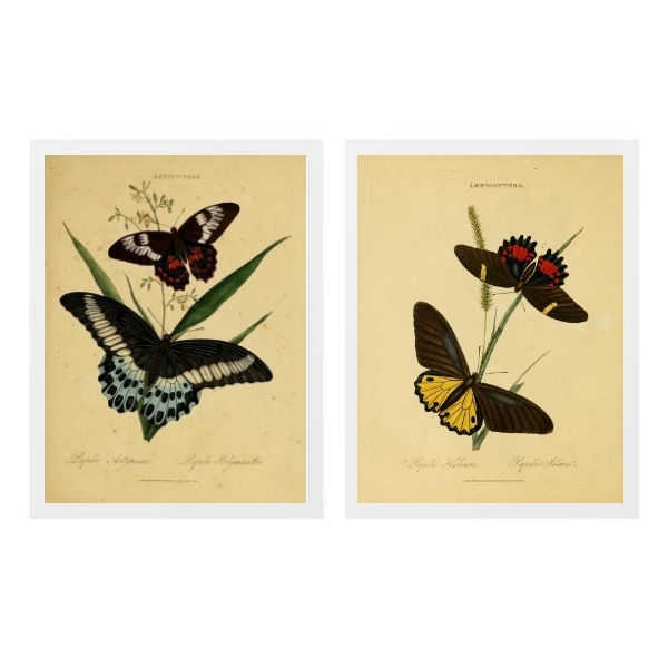 Kit 2 Quadros Borboletas Antigas 33x24cm - Com Vidro Moldura: