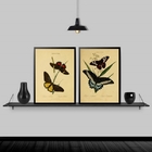 Kit 2 Quadros Borboletas Antigas 33x24cm Moldura:madeira Bran