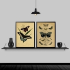 Kit 2 Quadros Borboletas Retrô 33x24cm Moldura:madeira Branca