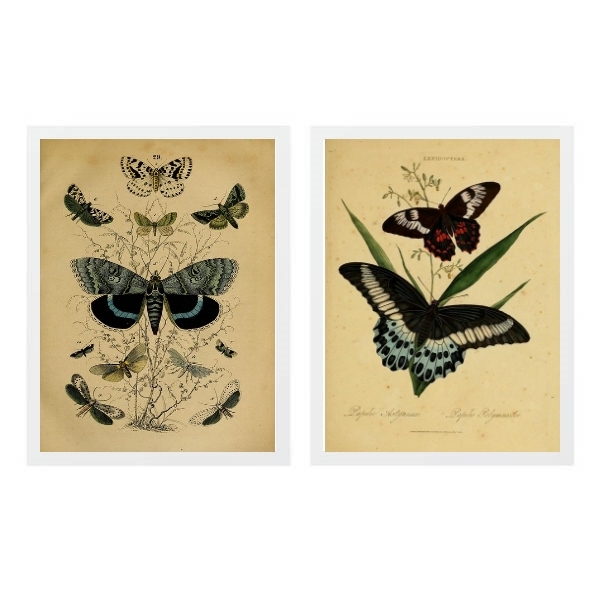 Kit 2 Quadros Borboletas Retrô 45x34cm Moldura:madeira Branca