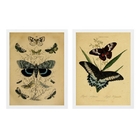 Kit 2 Quadros Borboletas Retrô 45x34cm Moldura:madeira Preta